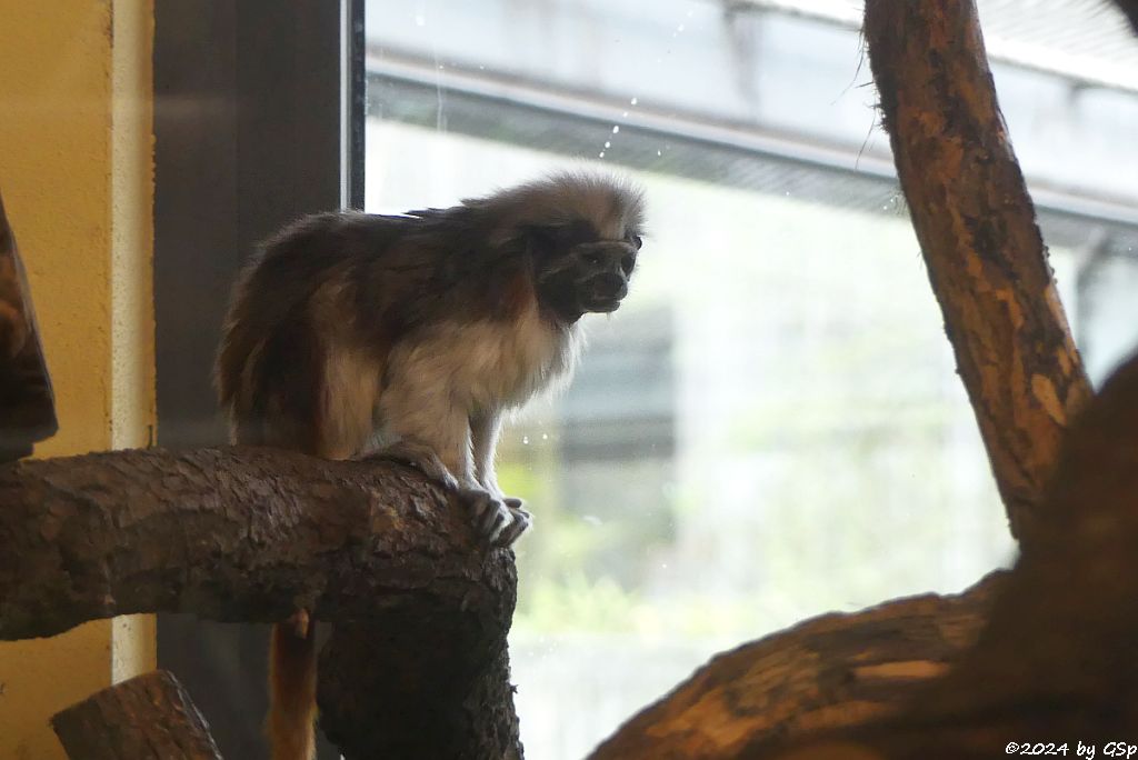 Zoo Halle: Lisztäffchen (Lisztaffe, Pinchéaffe)