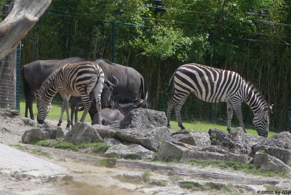 Böhm-Steppenzebra (Grant-Zebra), Südliches Streifengnu (Blaues Gnu)