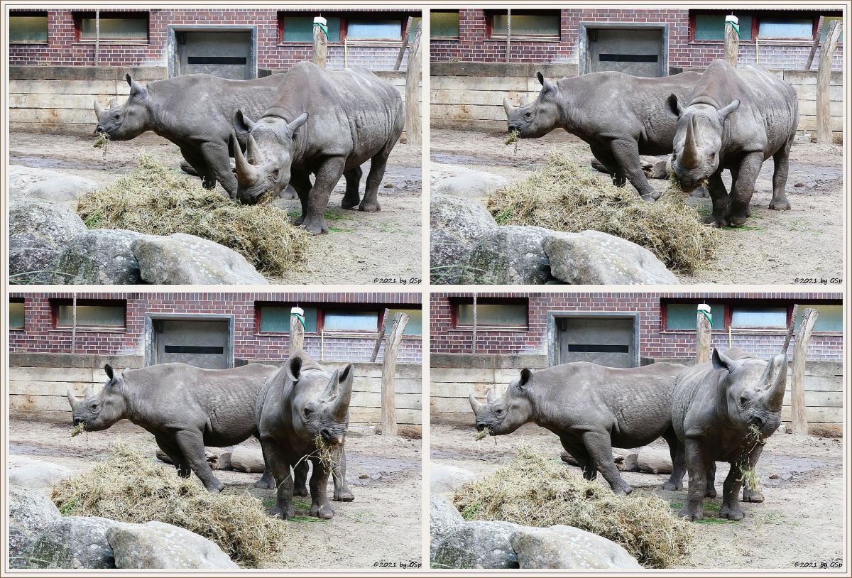 Spitzmaulnashorn MABURI mit Tochter MAISHA, geb. 22.9.18