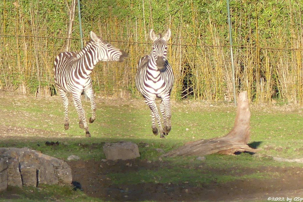 Böhm-Steppenzebra (Grant-Zebra)