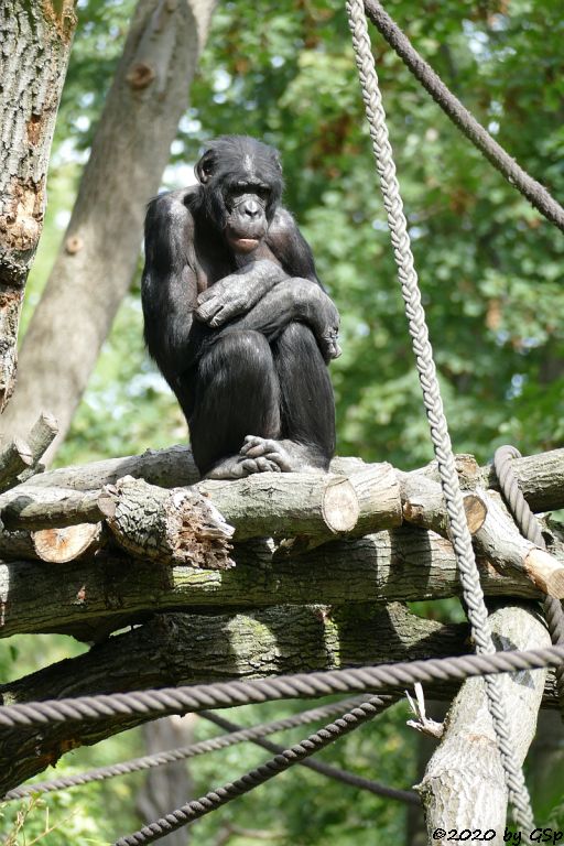 Bonobo (Zwergschimpanse)