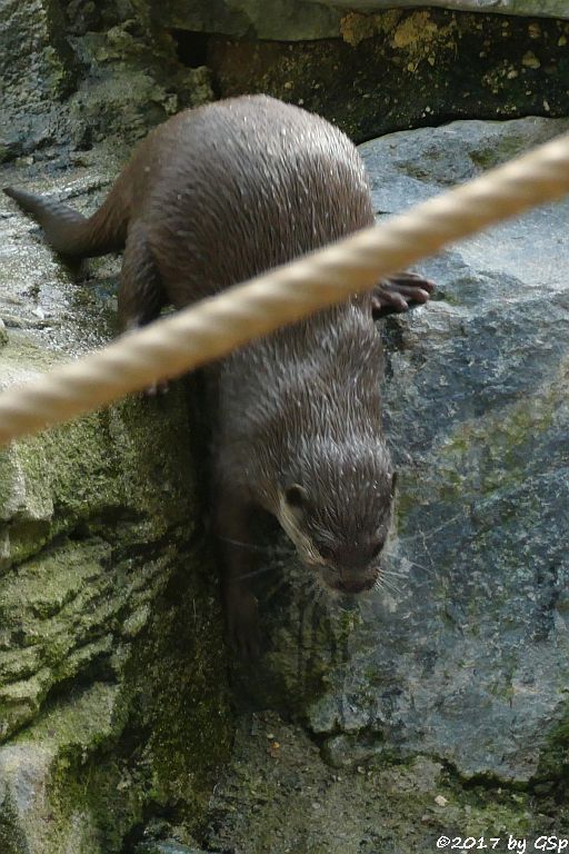 Zwergotter (Kurzkrallenotter)