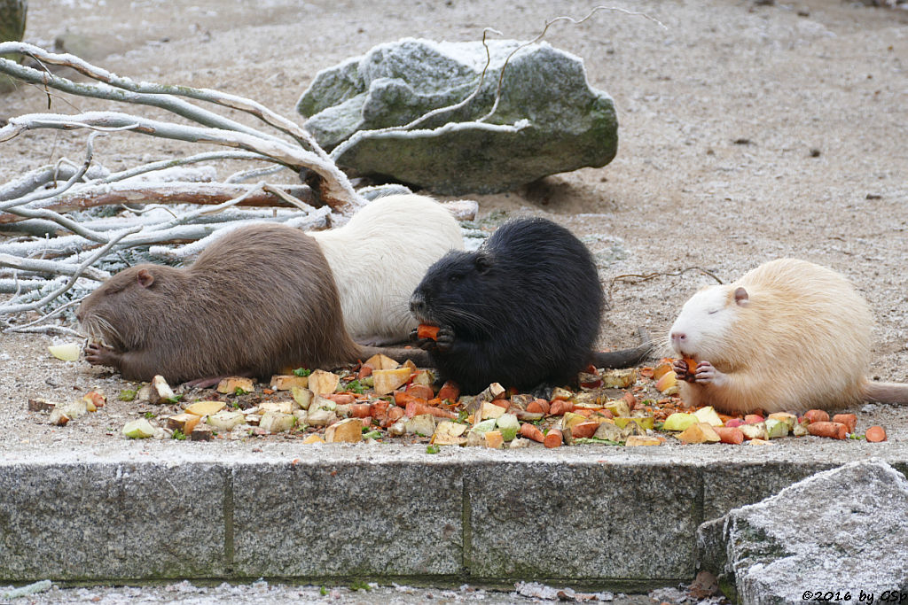 Nutria (Biberratte, Sumpfbiber)