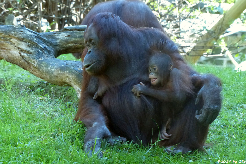 Borneo-Orang-Utan CORI mit ihrer Tochter CIRI
