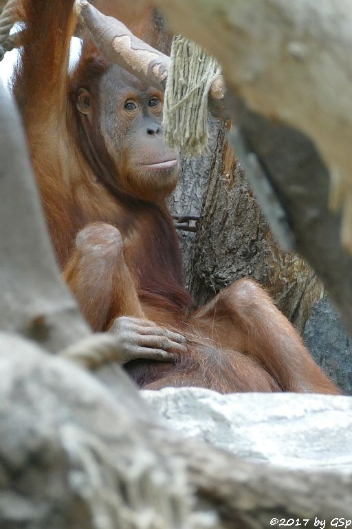 Sumatra-Orang-Utan BATAK, seit 8.8.17 in Hamburg