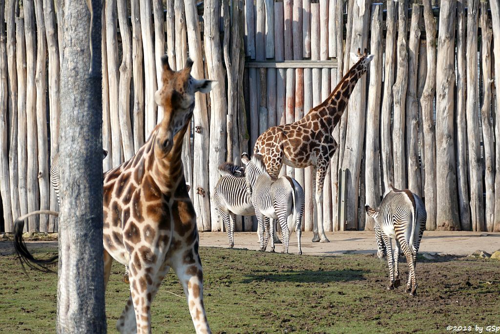Rothschildgiraffe (Uganda-Giraffe, Baringo-Giraffe), Grévy-Zebra