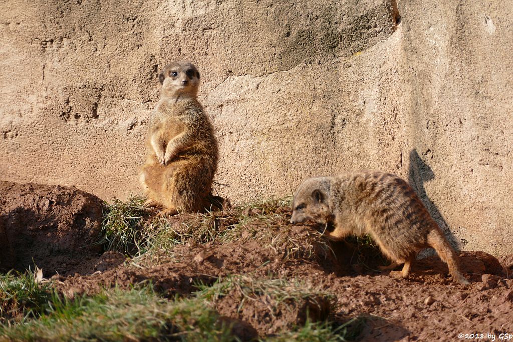 Erdmännchen