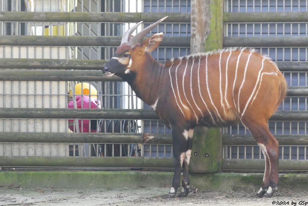 Östlicher Bongo (Kenia-Bongo, Bergbongo)