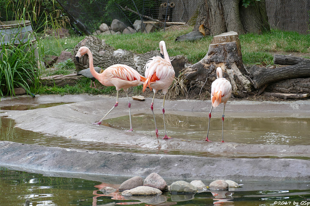 Chileflamingo (Chilenischer Flamingo), Schwarzzügelibis (Brillenibis)