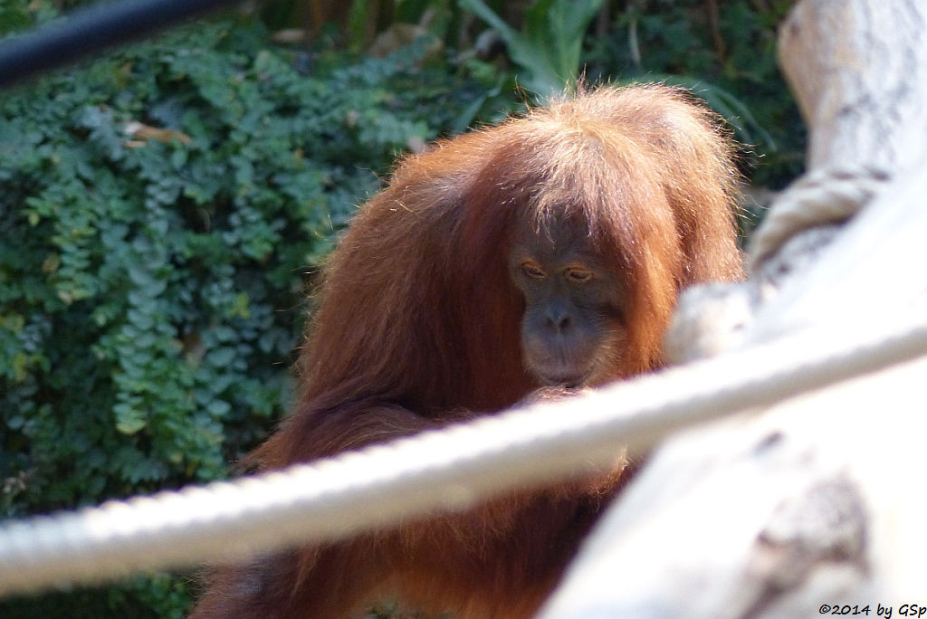 Sumatra-Orang-Utan