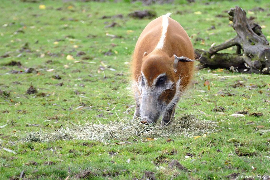 Pinselohrschwein (Rotes Flussschwein)