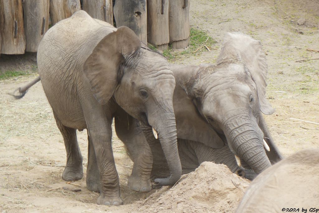 Elefanten Zoo Halle: ELANI, TAMIKA