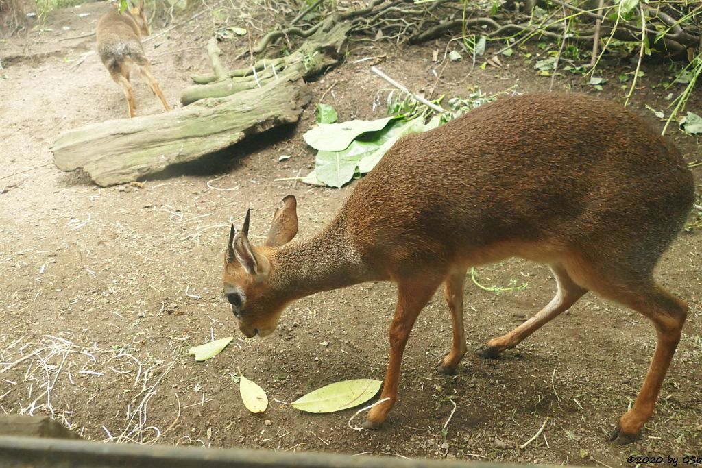 Kirk-Dikdik (Kirk-Rüsseldikdik, Kirks Zwergrüsseldikdik)