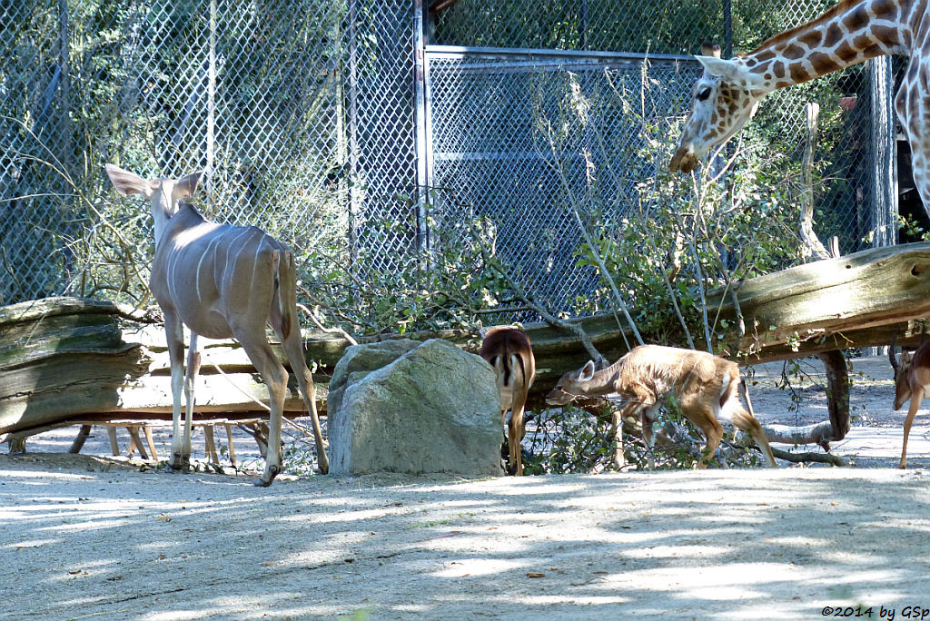 Großer Kudu, Jungtier geb. am 14.08.14, Impala, Rothschild-Giraffe