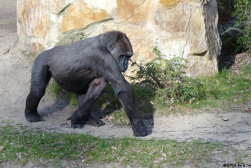 Flachlandgorilla