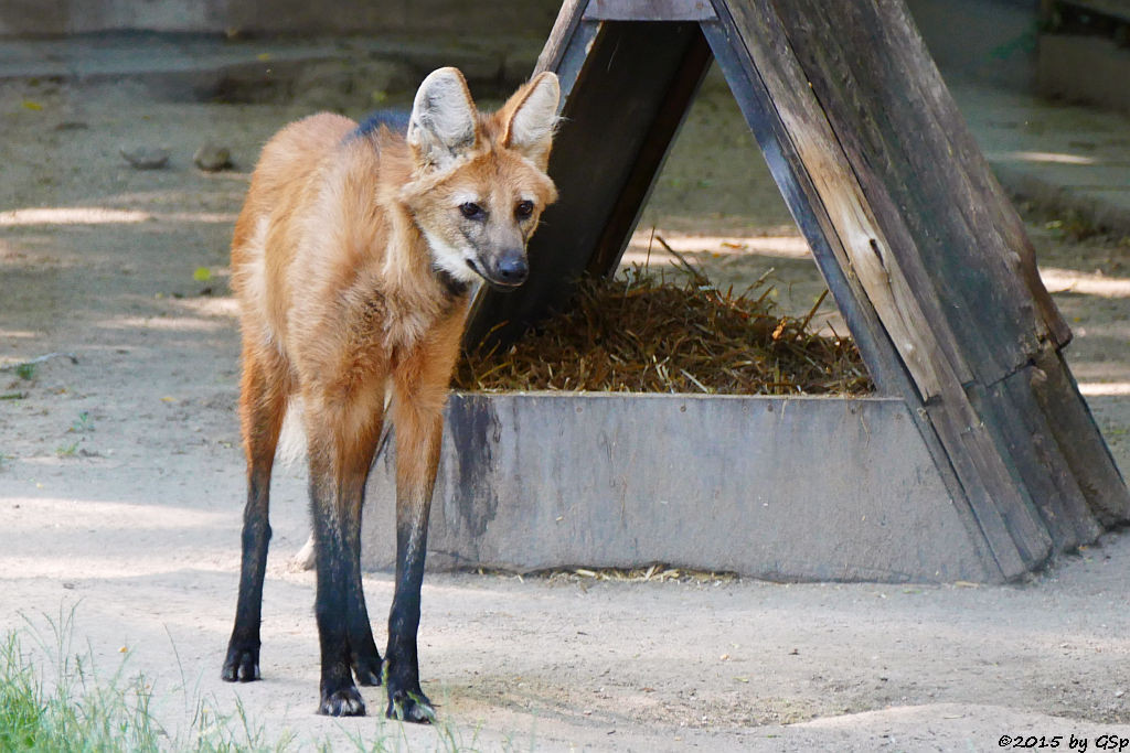 Mähnenwolf