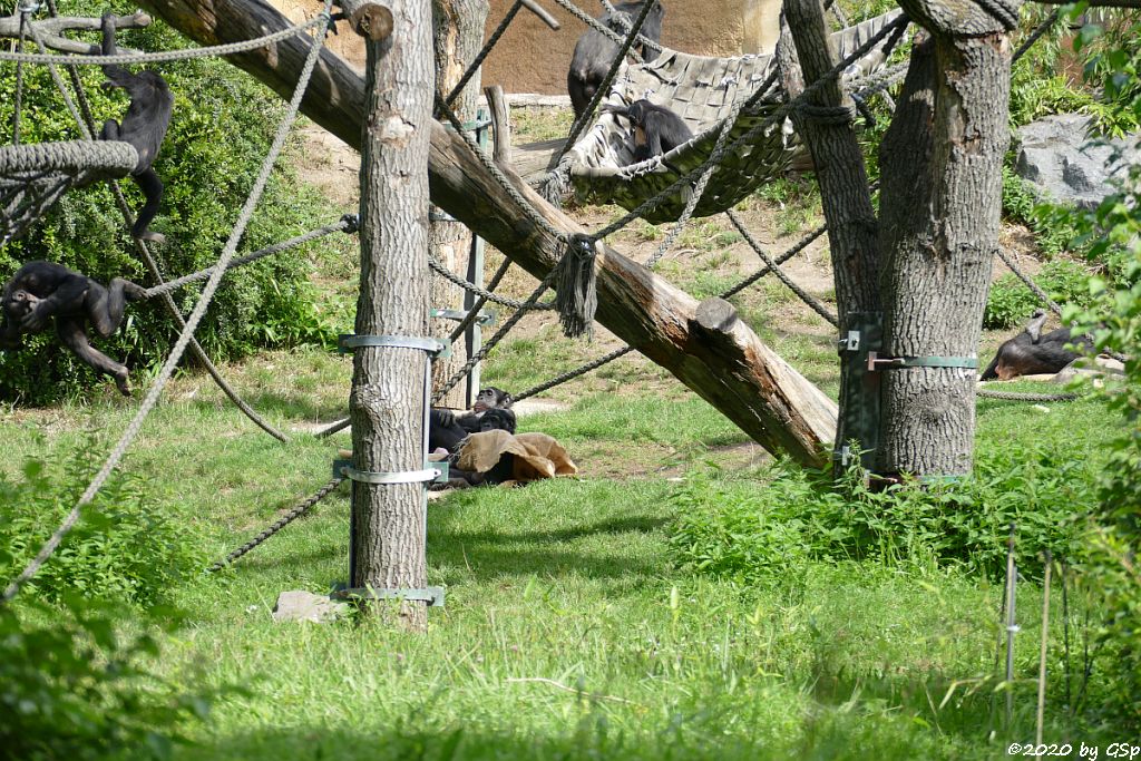 Bonobo (Zwergschimpanse)