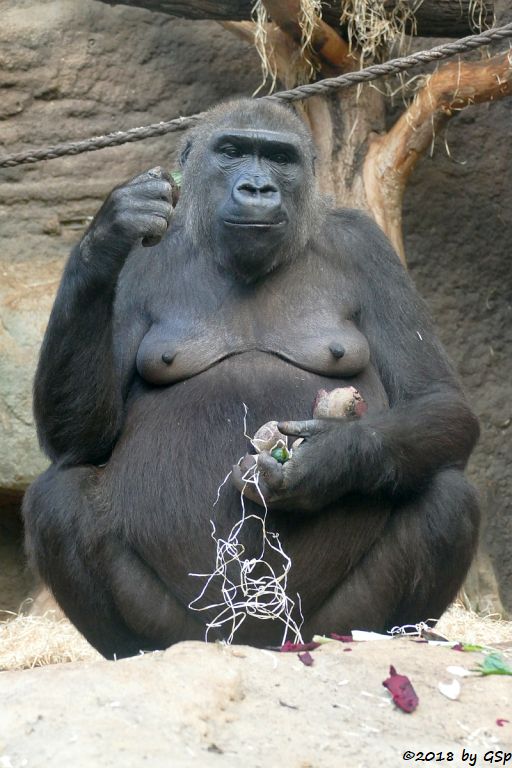 Flachlandgorilla DIAN