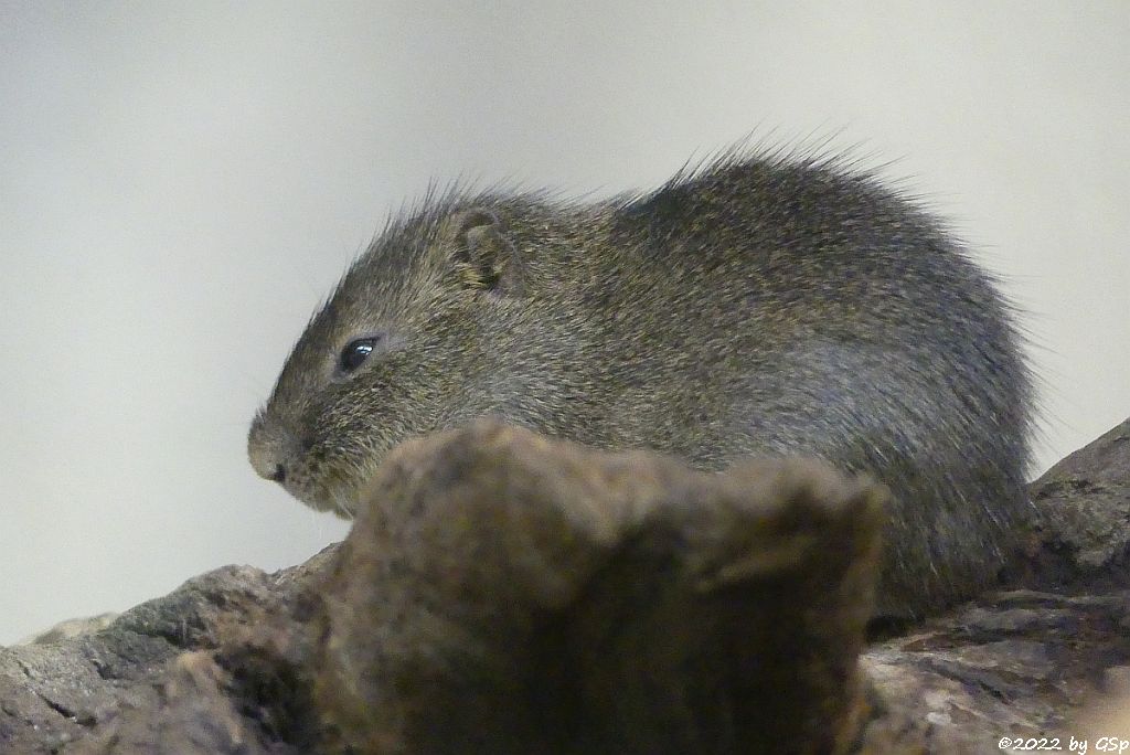 Sumpfmeerschweinchen (Riesenmeerschweinchen, Großes Wildmeerschweinchen)