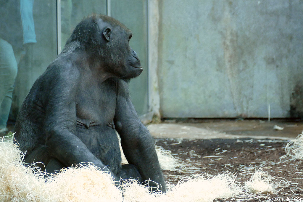 Flachlandgorilla