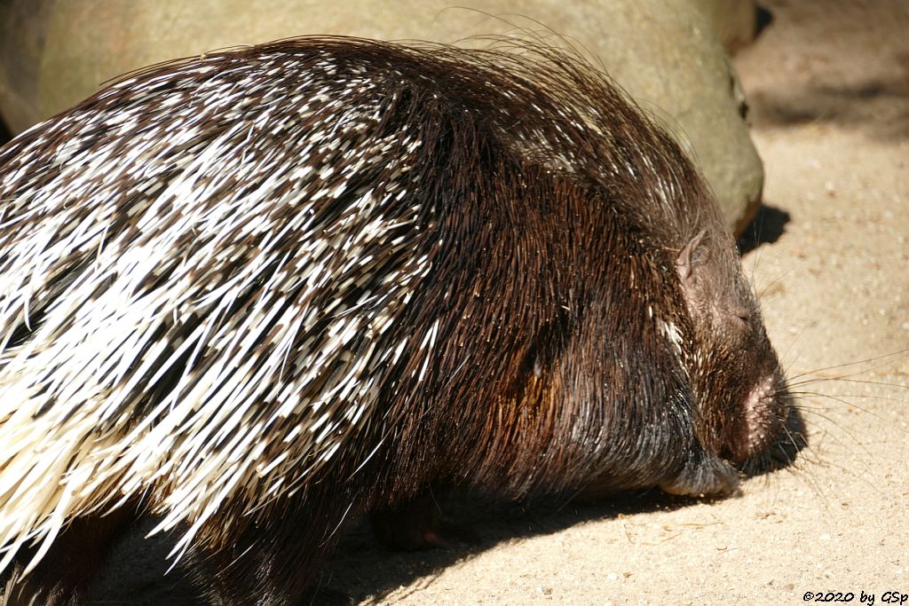 Weißschwanz-Stachelschwein (Indisches Stachelschwein)