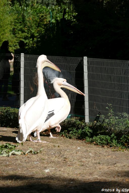 Rosapelikan (Gewöhnlicher Pelikan)