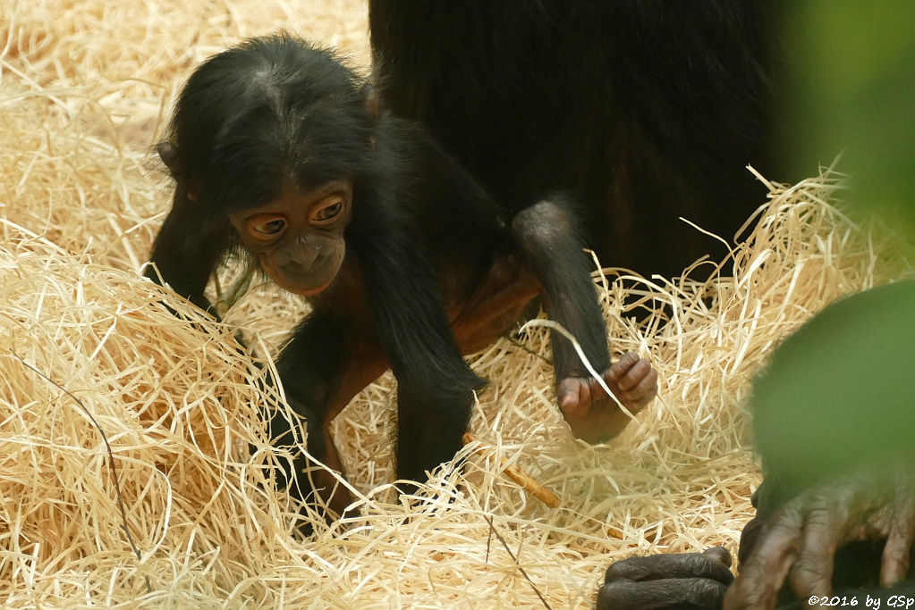 Bonobo BINA, geb. am 3.4.15 (1 Jahr alt)