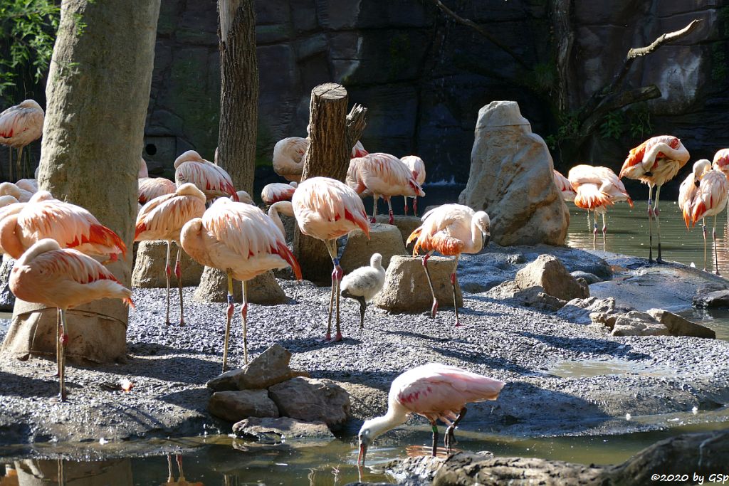 Rosalöffler, Chileflamingo (Chilenischer Flamingo)