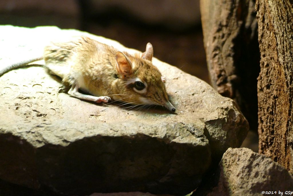 Rote Elefantenspitzmaus (Rotbrauner Rüsselspringer)