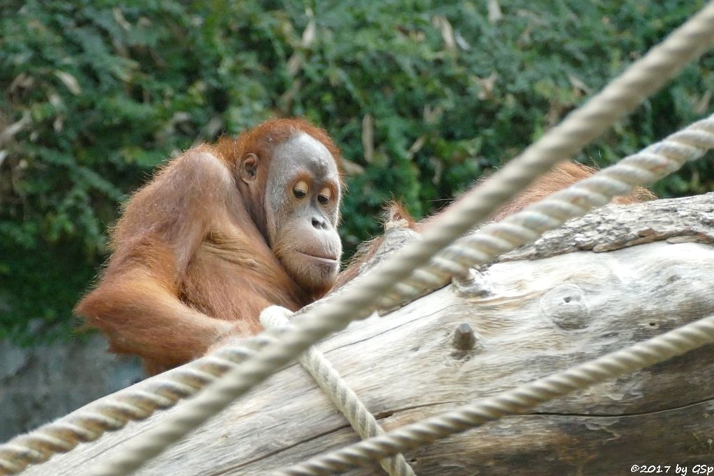 Sumatra-Orang-Utan BATAK, seit 8.8.17 in Hamburg