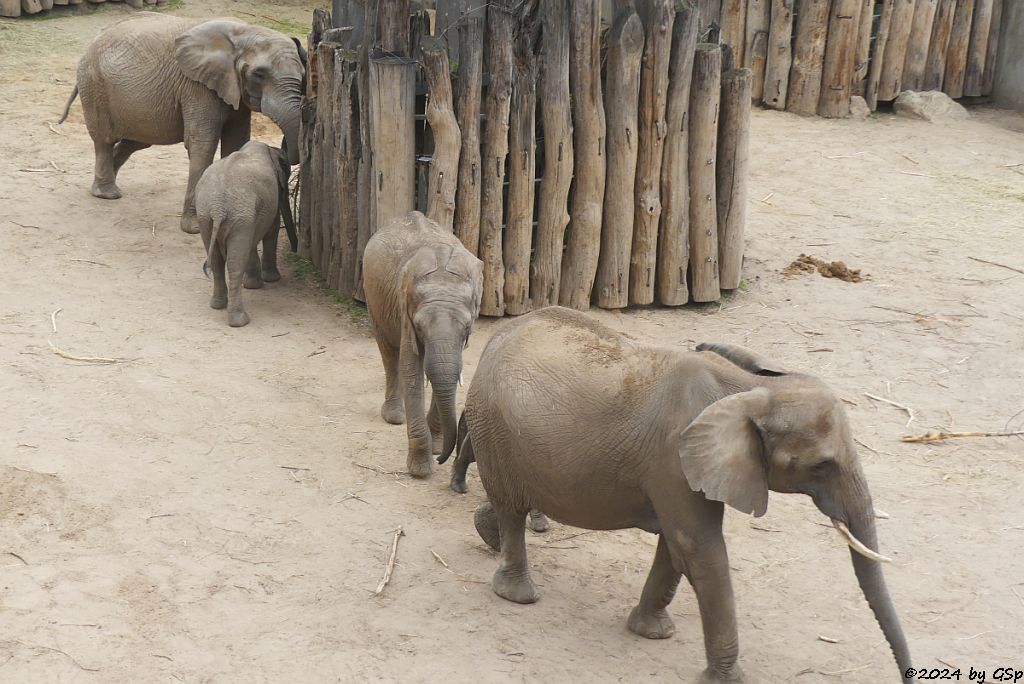 Elefanten Zoo Halle: PORI, ELANI, TAMIKA, TANA