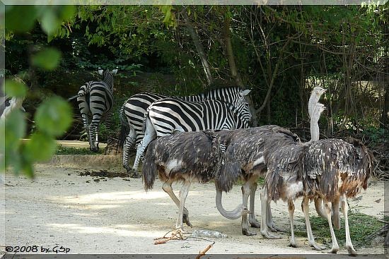  Grantzebra und Blauhalsstrauß