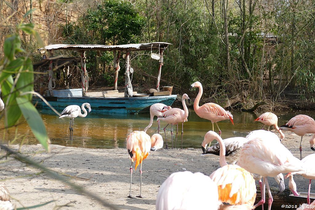 Chileflamingo (Chilenischer Flamingo), Rosaflamingo (Europäischer Flamingo)