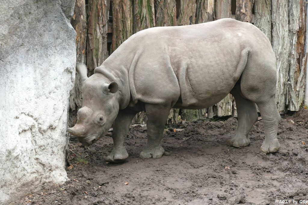 Ostafrikanisches Spitzmaulnashorn (Östliches Spitzmaulnashorn)