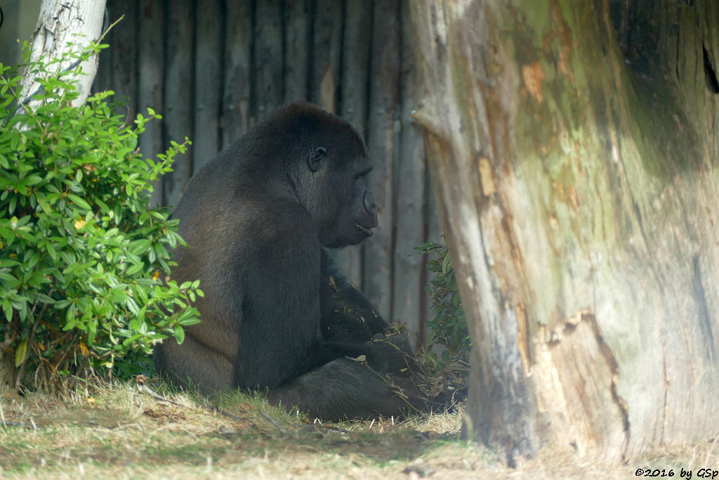 Flachlandgorilla