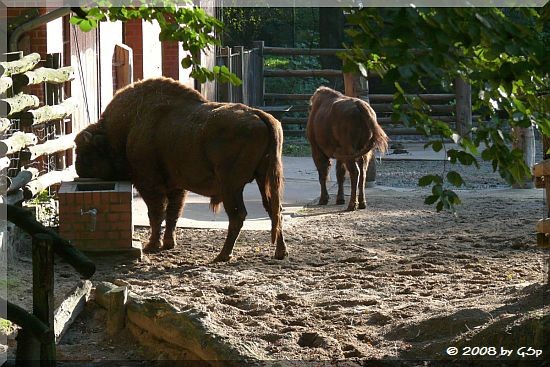 Flachllandwisent