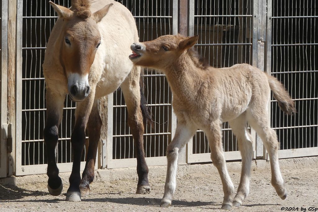 Przewalski-Pferd (Przewalski-Urwildpferd, Asiatisches Wildpferd)