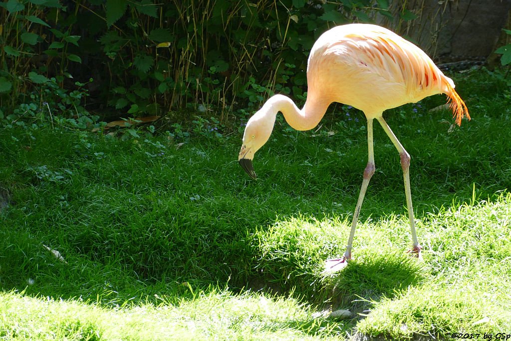 Chileflamingo (Chilenischer Flamingo)