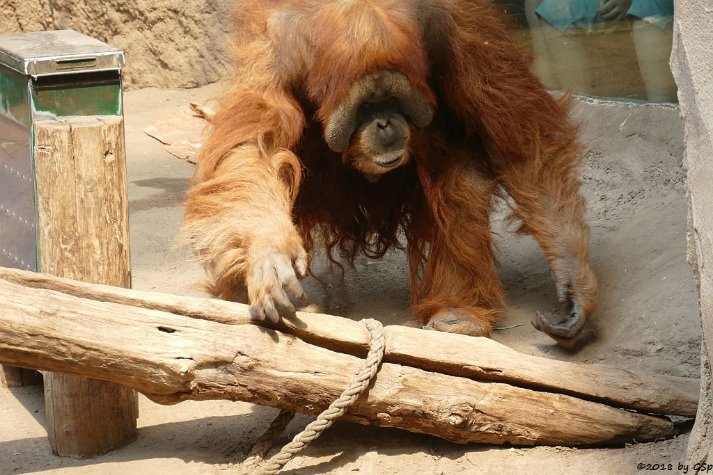 Sumatra-Orang-Utan BIMBO