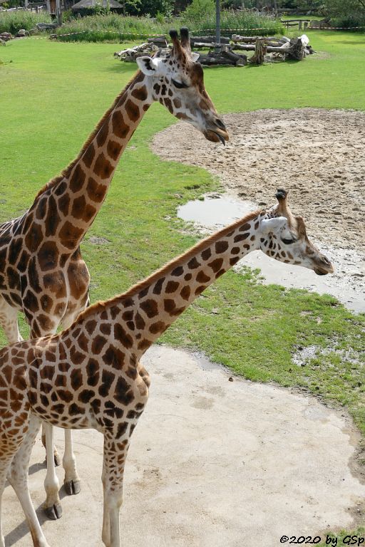 Rothschildgiraffe (Uganda-Giraffe, Baringo-Giraffe)