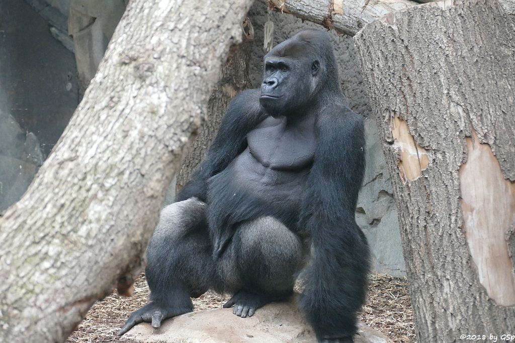 Flachlandgorilla VIATU