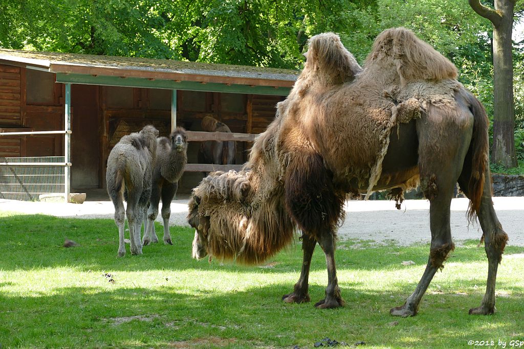 Trampeltier (Zweihöckriges Kamel, Hauskamel), Jungtiere geb. am 25.3. u.4.4.18