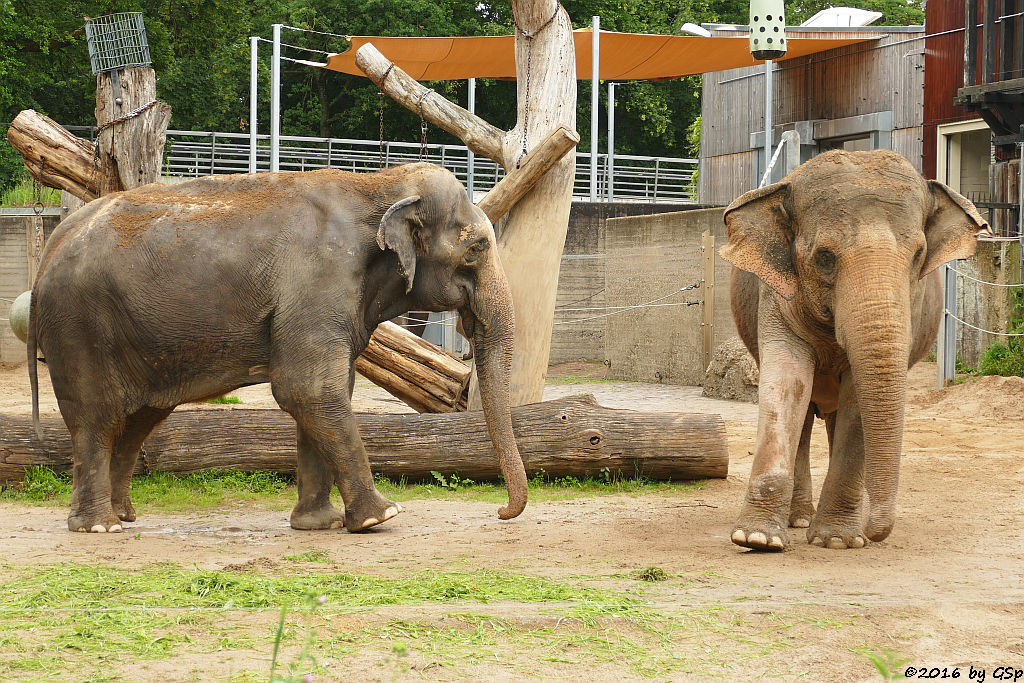 Asiatischer Elefant  RANI und SHANTI