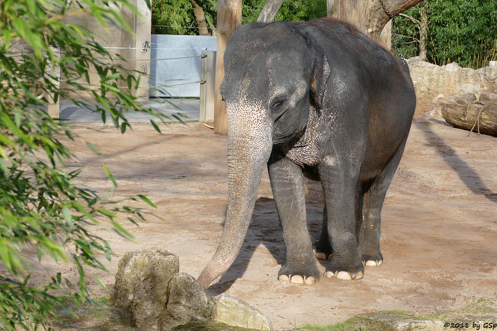 Asiatischer Elefant ZELLA