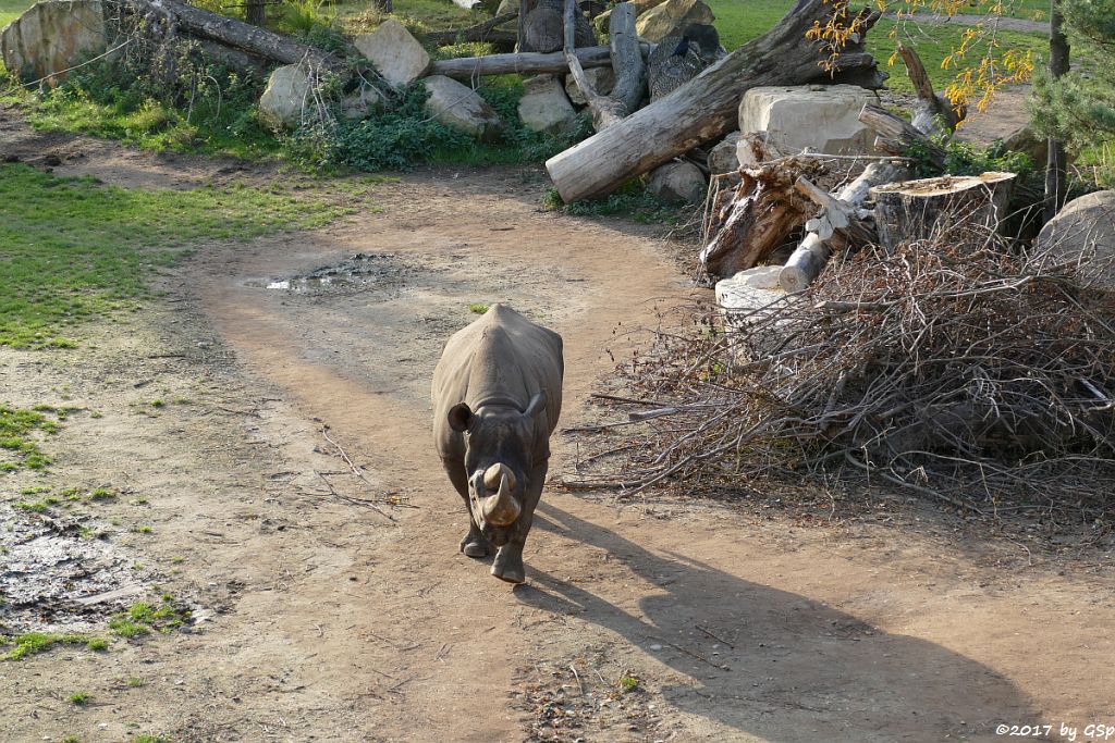 Spitzmaulnashorn (Spitzlippennashorn, Doppelnashorn)