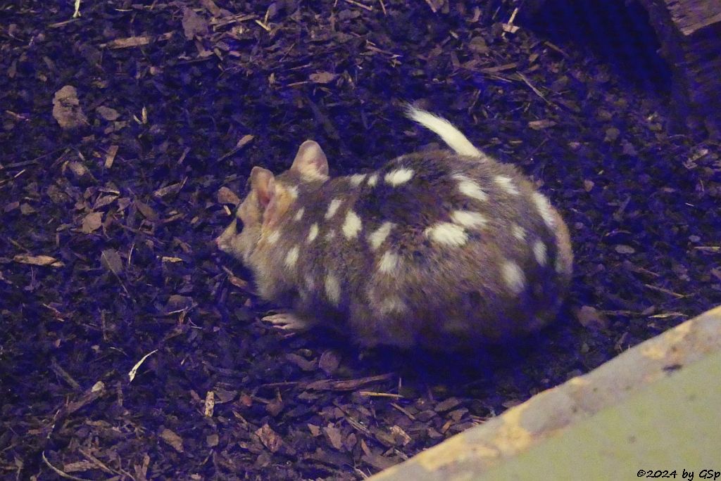 Tüpfelbeutelmarder (Östlicher Beutelmarder, Ostquoll)