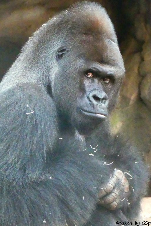 Flachlandgorilla