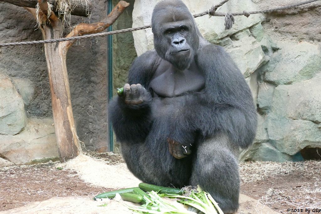 Flachlandgorilla VIATU