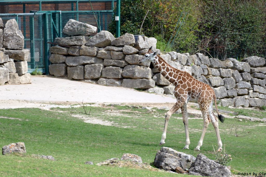 Rothschildgiraffe (Uganda-Giraffe, Baringo-Giraffe)