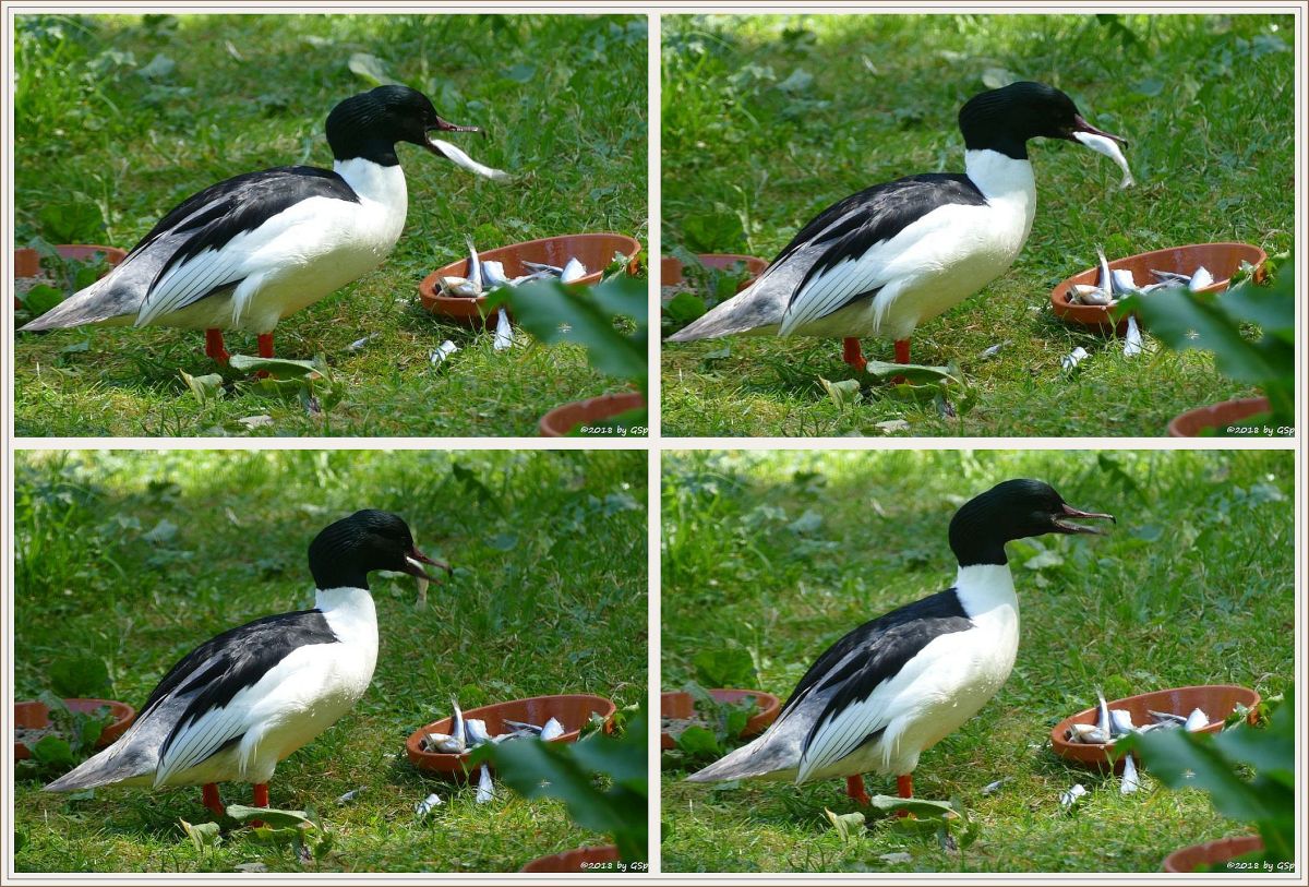 Europäischer Gänsesäger